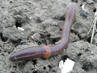Earthworm.png