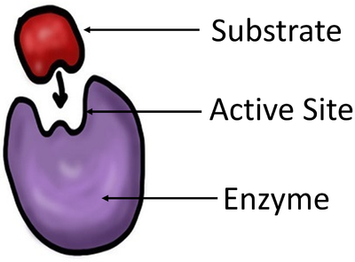 labeled enzymes lock and key