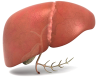 Liver.png