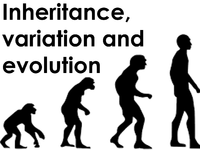 IconInheritanceVariationandEvolution.png