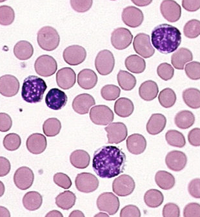 Lymphocytes.png