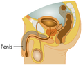 Thumbnail for version as of 08:23, 19 September 2018