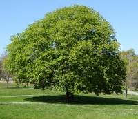 HorseChestnutTree.png