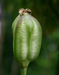 SeedPod.png