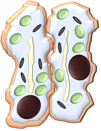 GuardCellFlaccidClipart.png