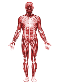 HumanMuscles.png
