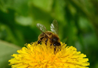 BeePollinate0.png
