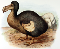 Dodo.png