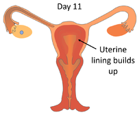 MenstrualCycleDay11.png